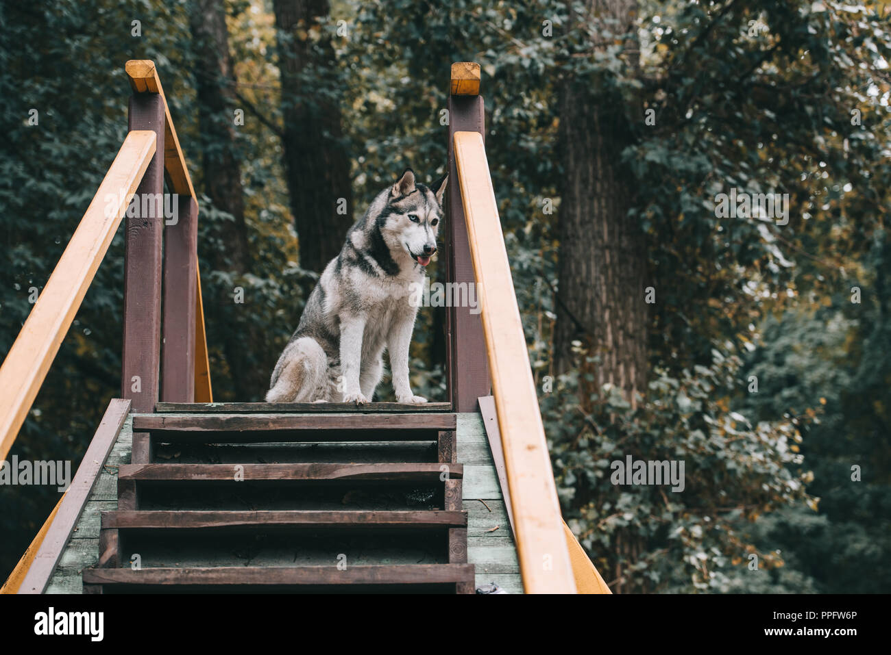 grey siberian husky dog on agility ground in park Stock Photo