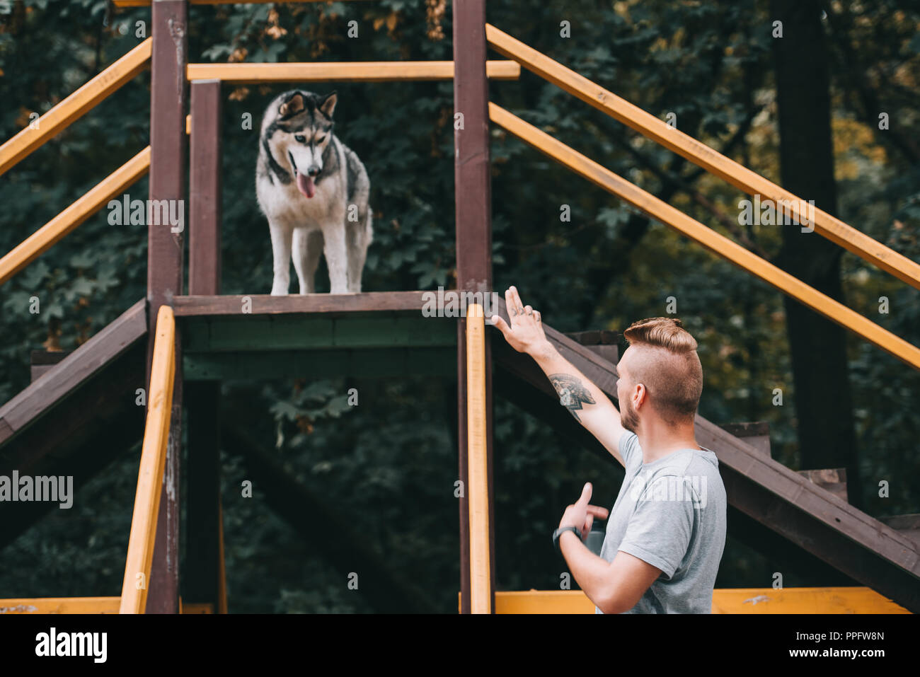 dog trainer with siberian husky dog on stairs obstacle Stock Photo