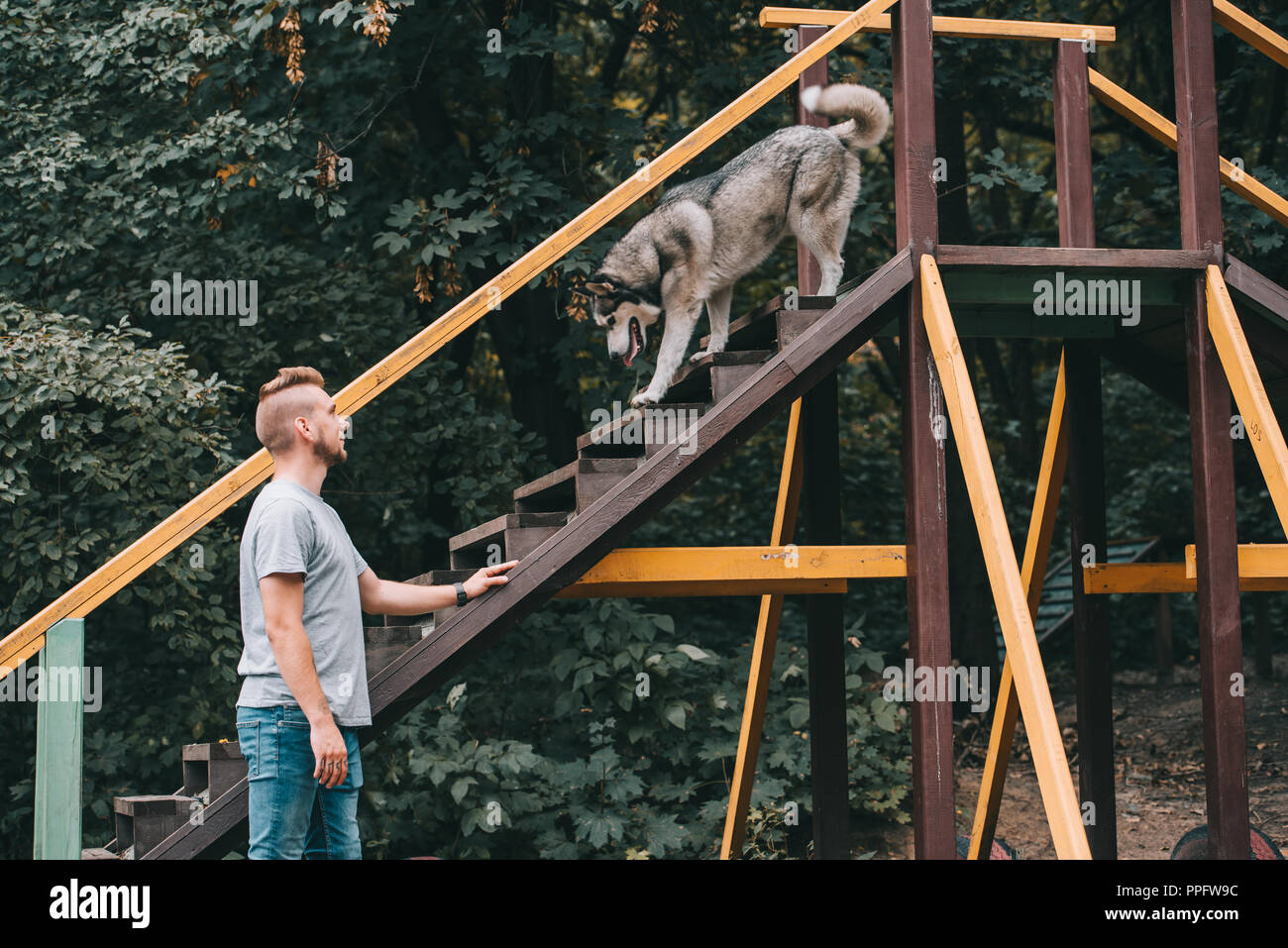 cynologist with obedient husky dog on stairs obstacle Stock Photo