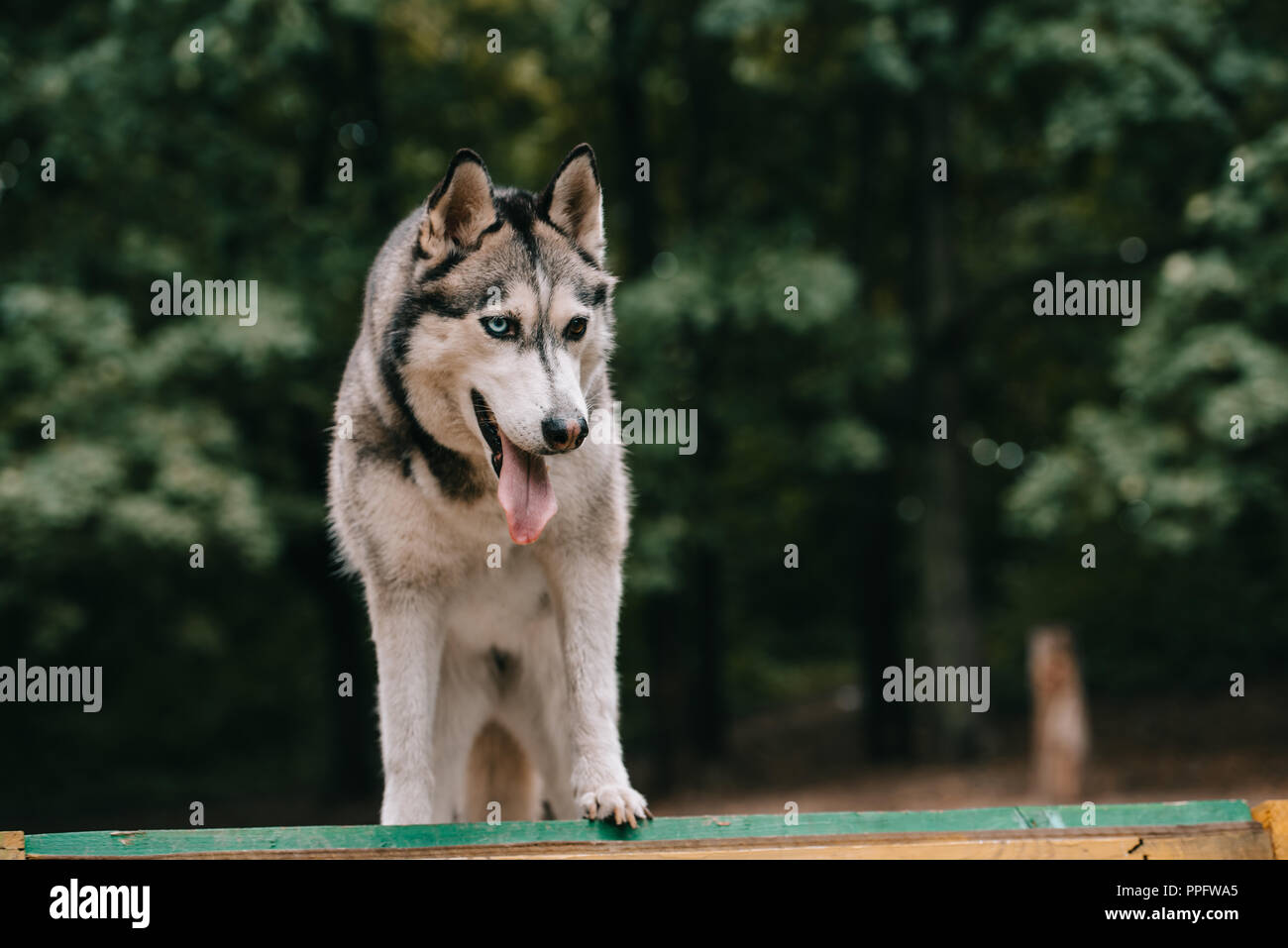 grey siberian husky dog walking in park Stock Photo