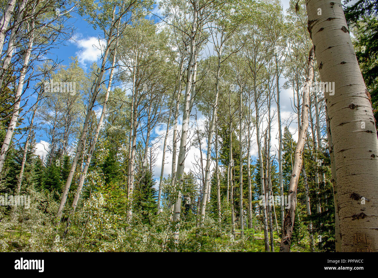 Magical Aspen Forest in British Columbia Forest; Embleton Mountain in Paul Lake Provincial Park Stock Photo