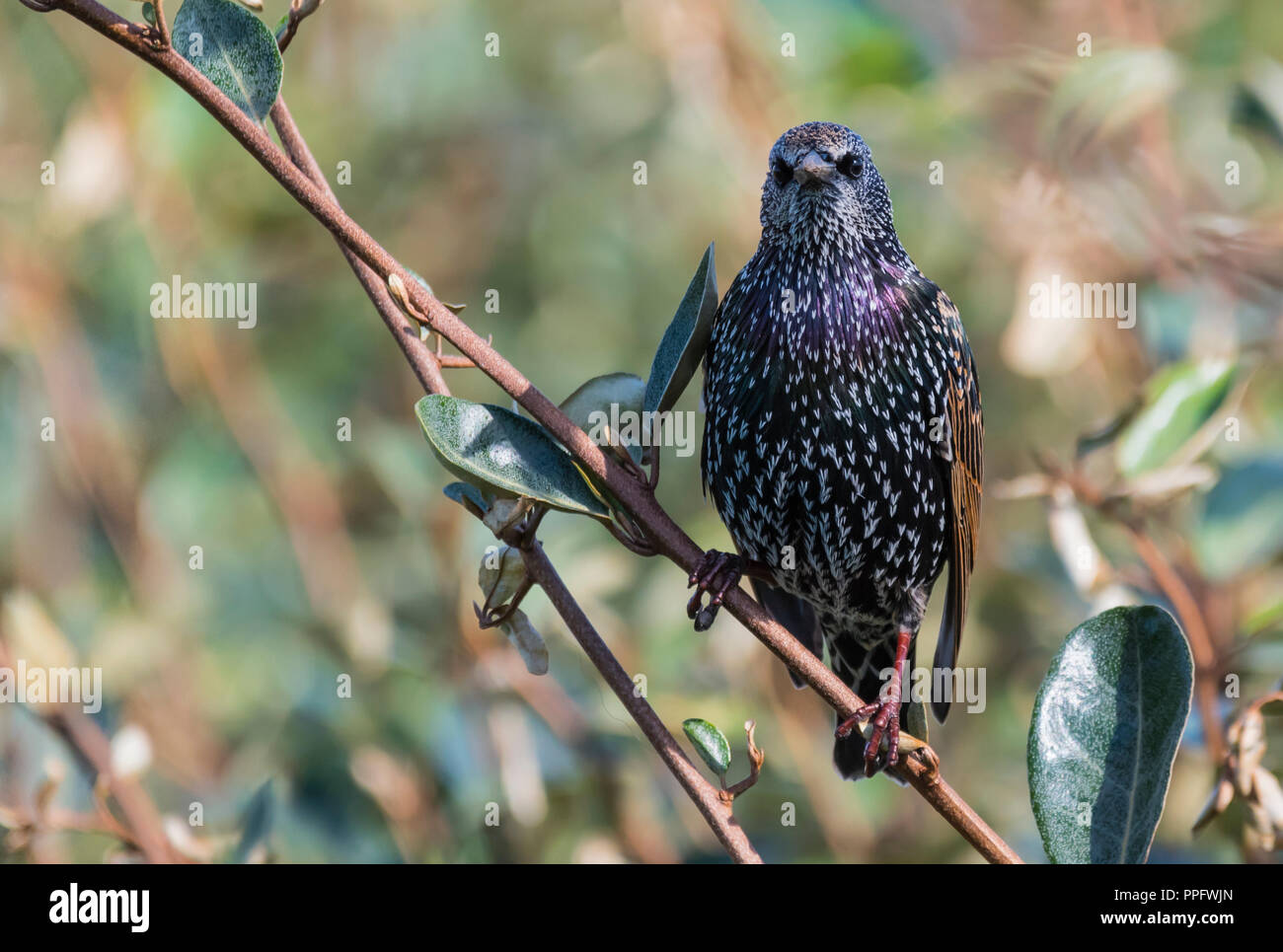 Common Starling (Sturnus vulgaris) perched in a tree looking forwards in Autumn in West Sussex, England, UK. Stock Photo