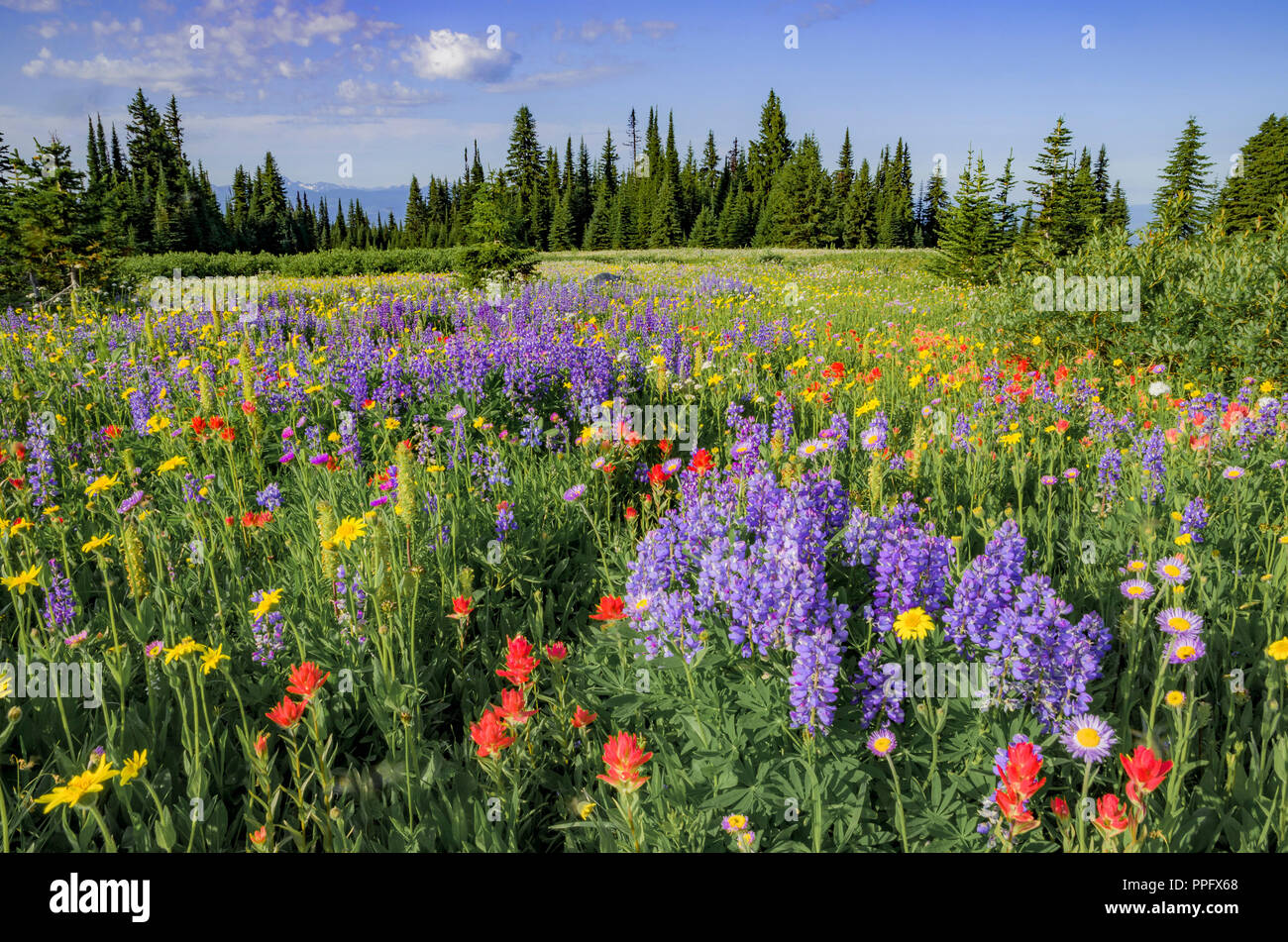 Wildflowers, Trophy Meadows, Wells Gray Provincial Park, British