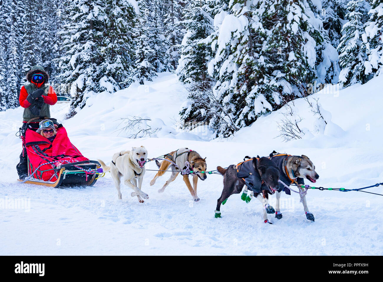 Sled dogs, Lake Louise, Banff National Park, Alberta, Canada Stock Photo