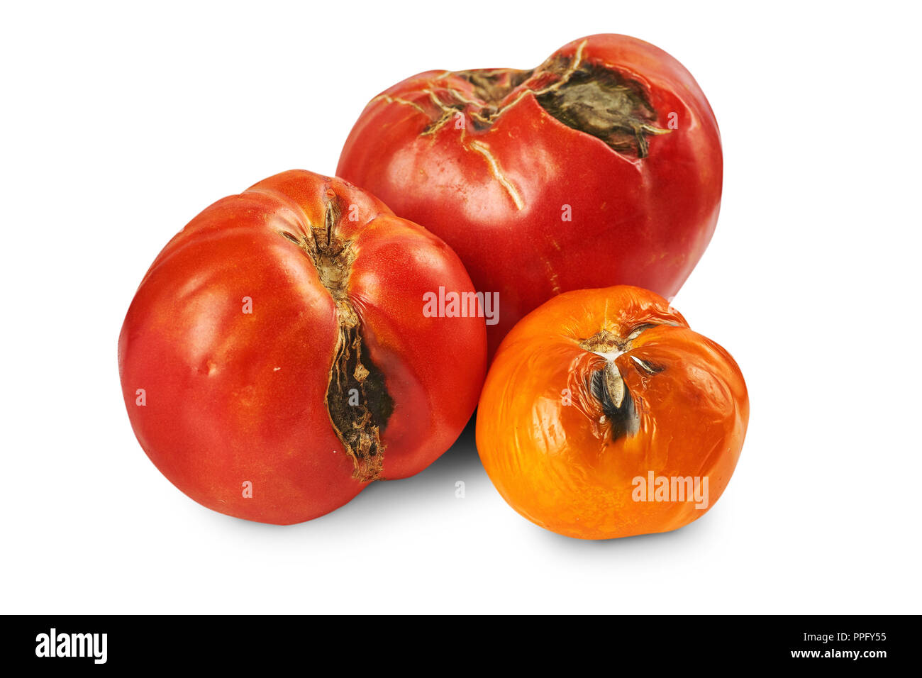 Spoiled, rotten three tomatoes isolated on white background. Stock Photo
