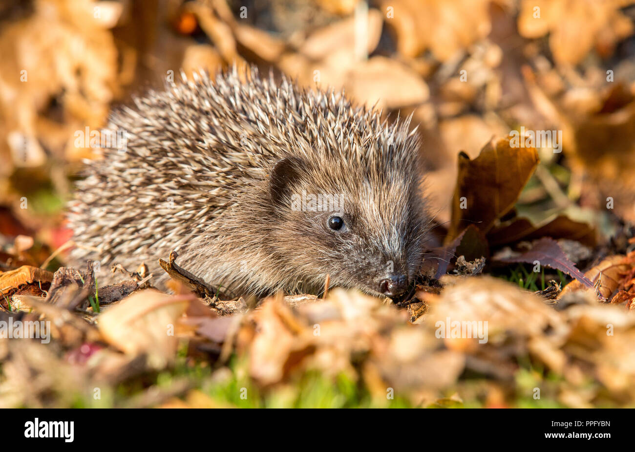 Hedgehog, native, wild, European hedgehog in Autumn or Fall with golden leaves.  Facing right.  Scientific name: Erinaceus europaeus. Horizontal Stock Photo