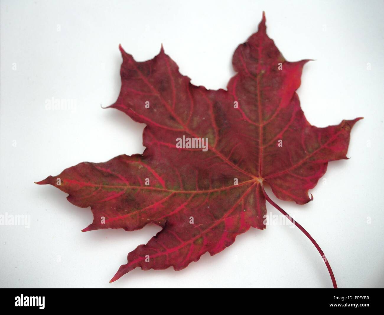 Brown fallen autumn maple leaf on white background. Defoliation. Close up. Stock Photo