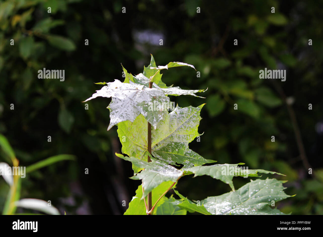 powdery mildew in the form of white spots cover the leaves of young maple. fungal disease of plants. Powdery mildew on Maple. Maple tree fungal diseas Stock Photo