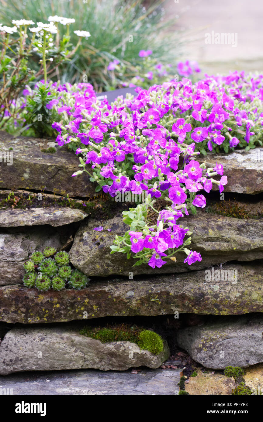 Aubretia flowers tumbling over a drystone wall. Stock Photo