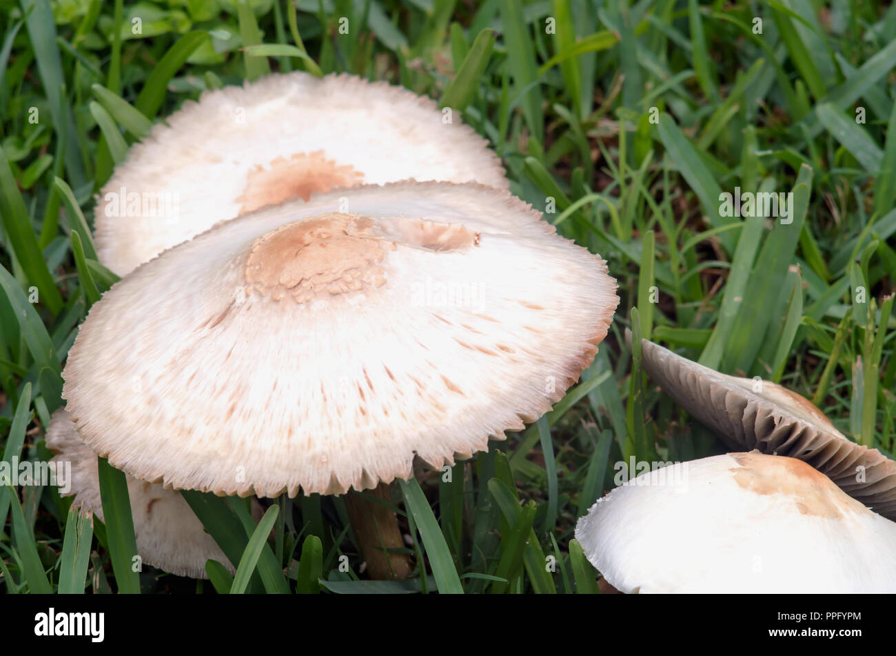 Mushrooms growing in the lawn Stock Photo Alamy