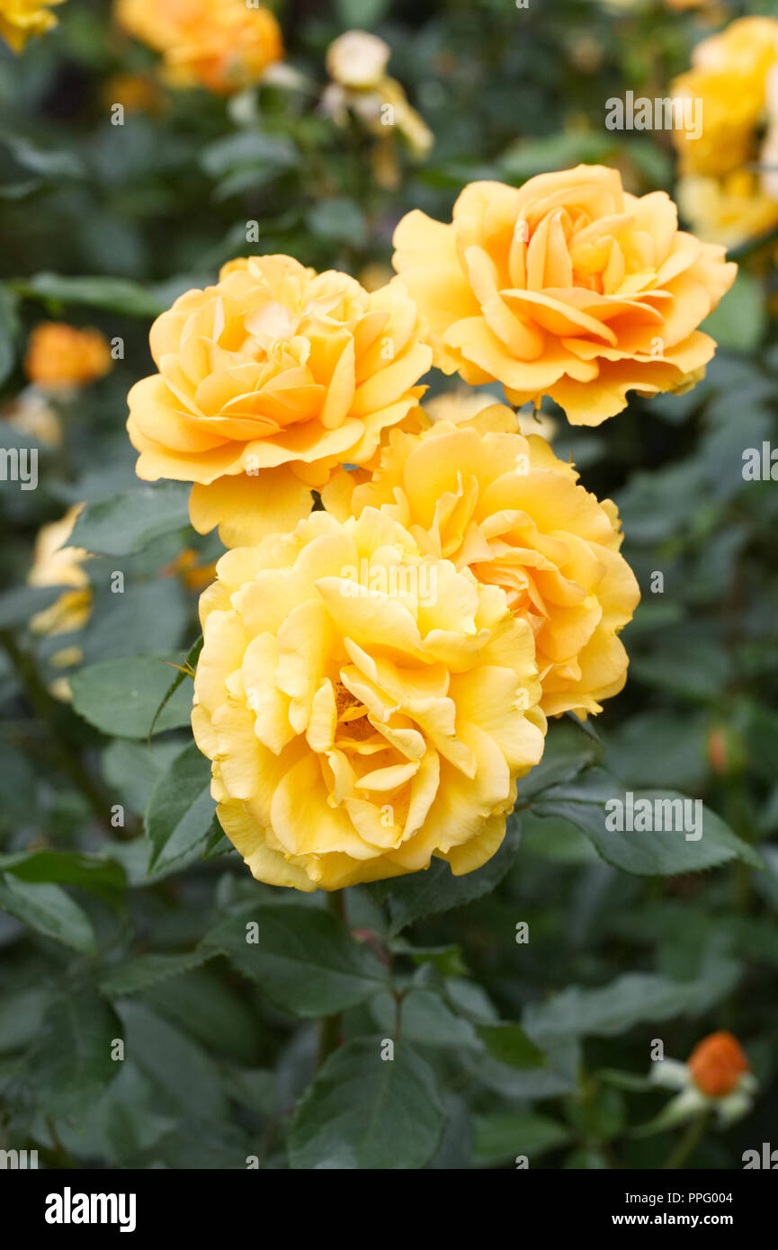 Rosa south afriica hi-res stock photography and images - Alamy