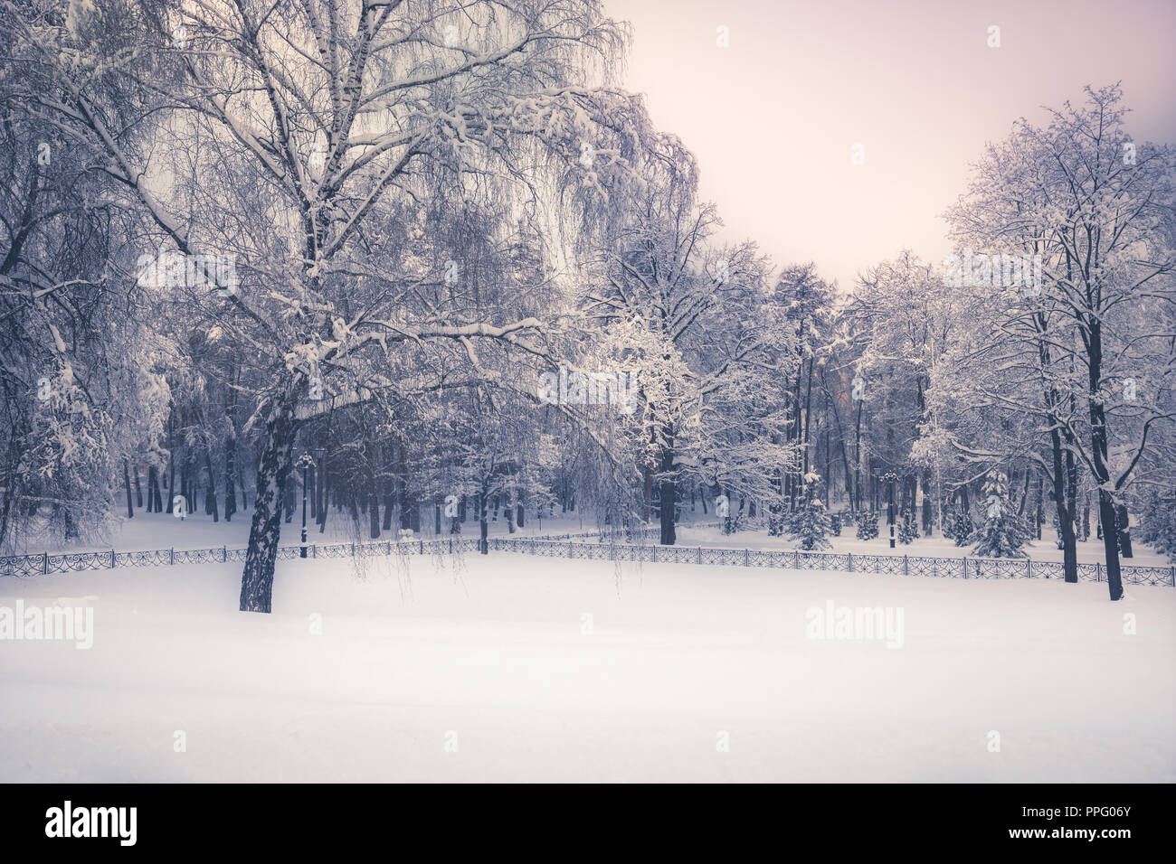 Winter snowy park landscape trees covered snow in soft blue purple colors Stock Photo