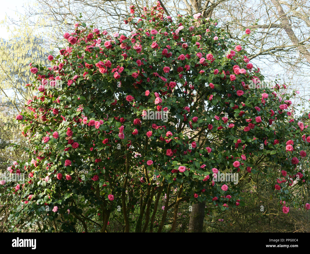 Early spring in the garden. The pink striped flowers of Camellia Comte de Gomer flowering in early spring on this large grown evergreen glossy shrub. Stock Photo