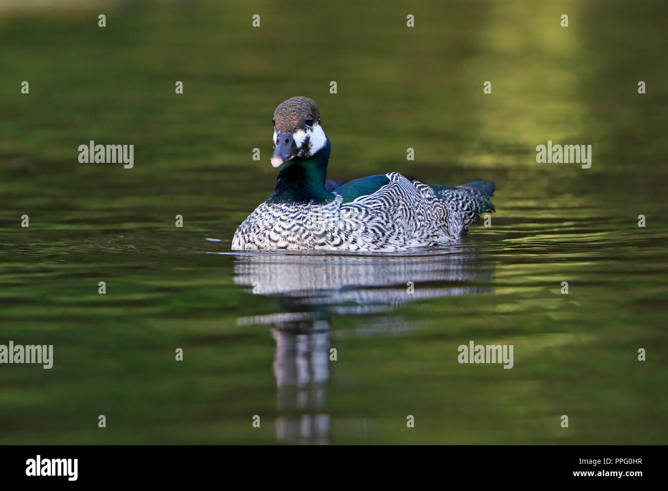 Male Green Pygmy Goose Port Moresby Papua New Guinea Stock Photo
