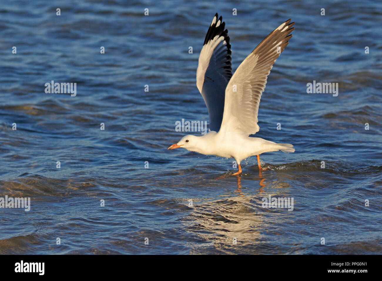 Juvenile Silver Gull taking off in North Queensland Australia Stock Photo