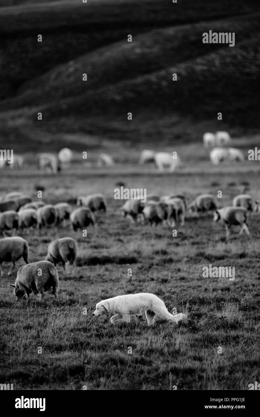 Shepherd dog together with the flock Stock Photo
