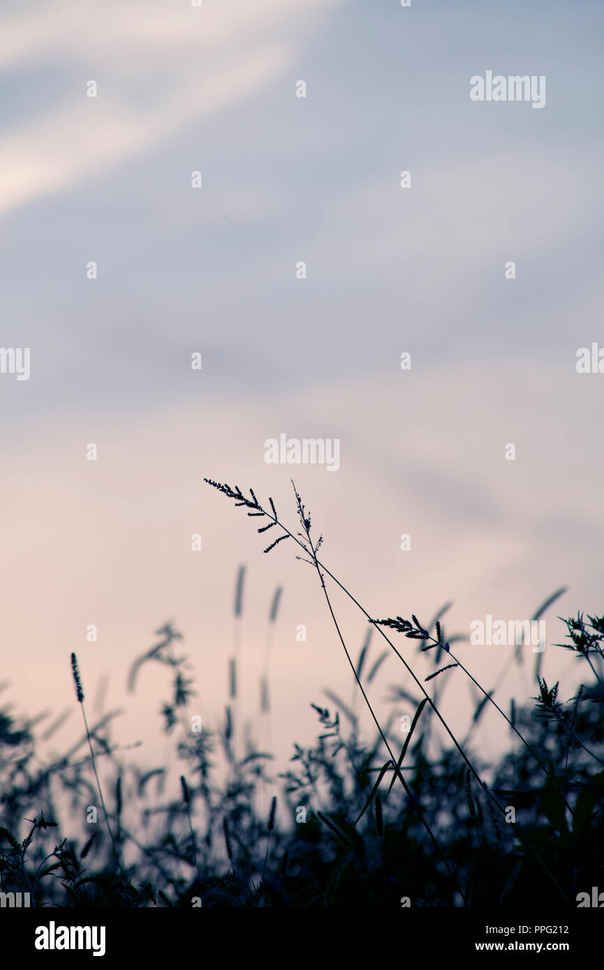 Serene background hi-res stock photography and images - Alamy