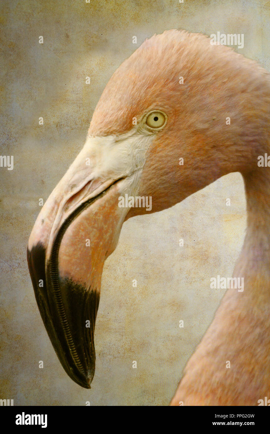 American flamingo portrait on old paper background Stock Photo