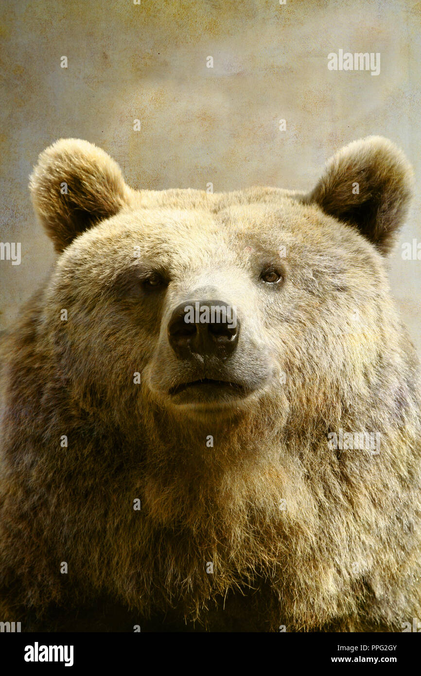 Brown bear portrait on old paper background Stock Photo - Alamy