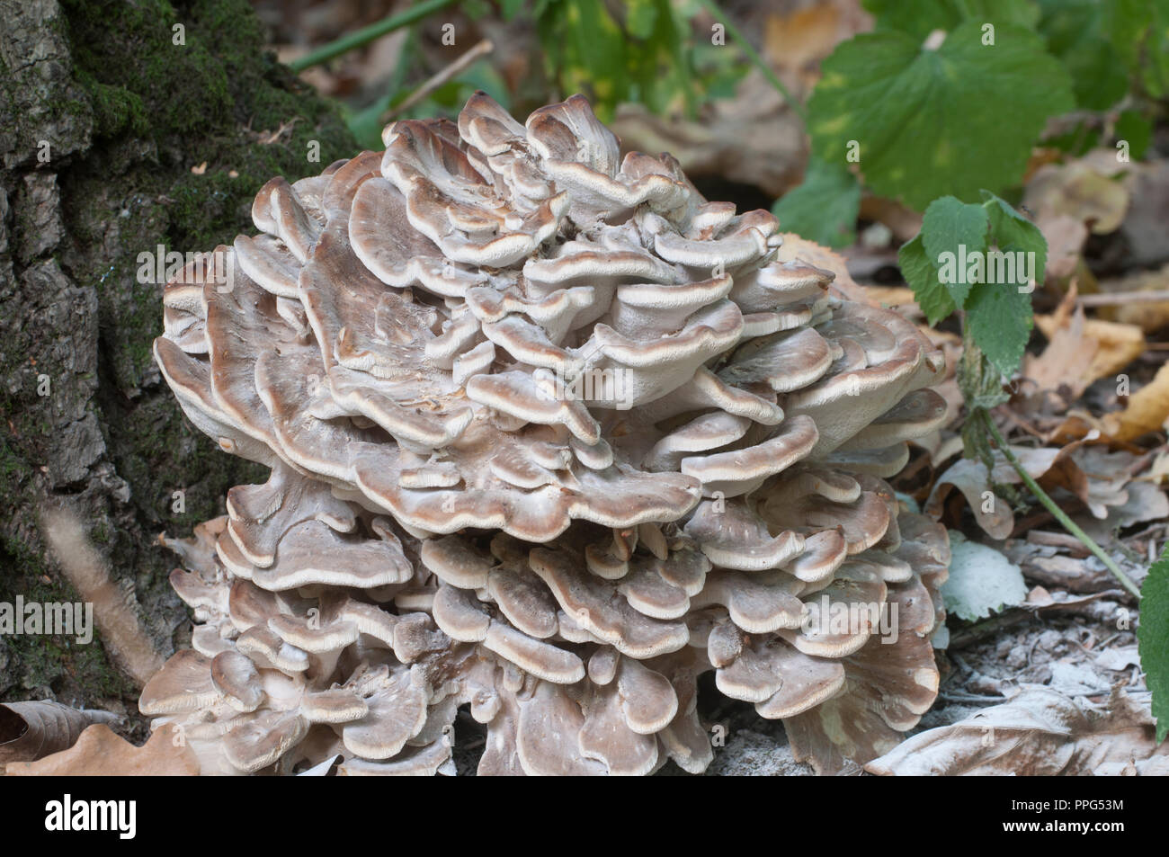 Rams head polypore hi-res stock photography and images - Alamy