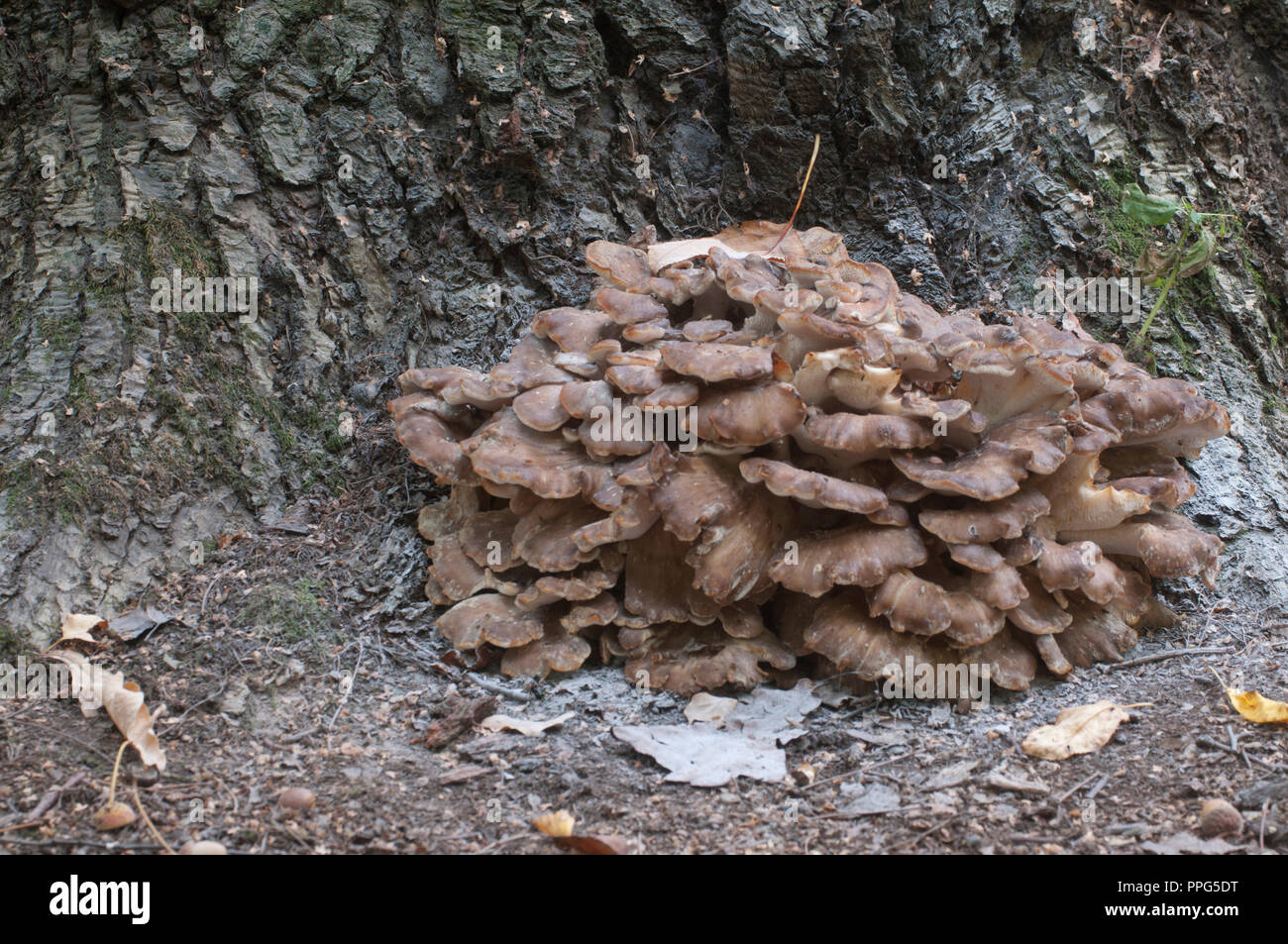 Grifola frondosa, edible polyporus mushroom whide khown in Far East and North America. Stock Photo
