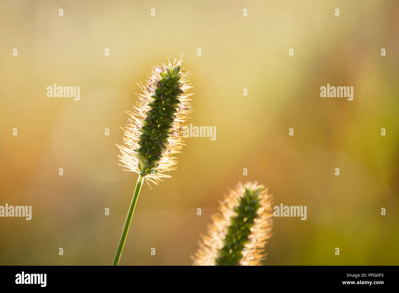 Awesome macro vision of single stem of grass Stock Photo - Alamy