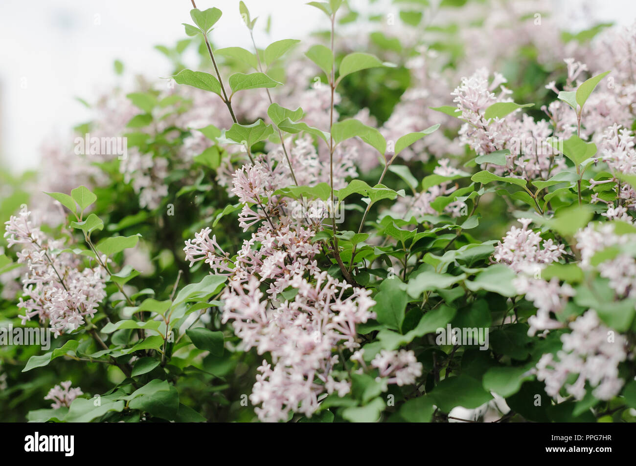 Purple lilac flowers spring blossom background Stock Photo - Alamy