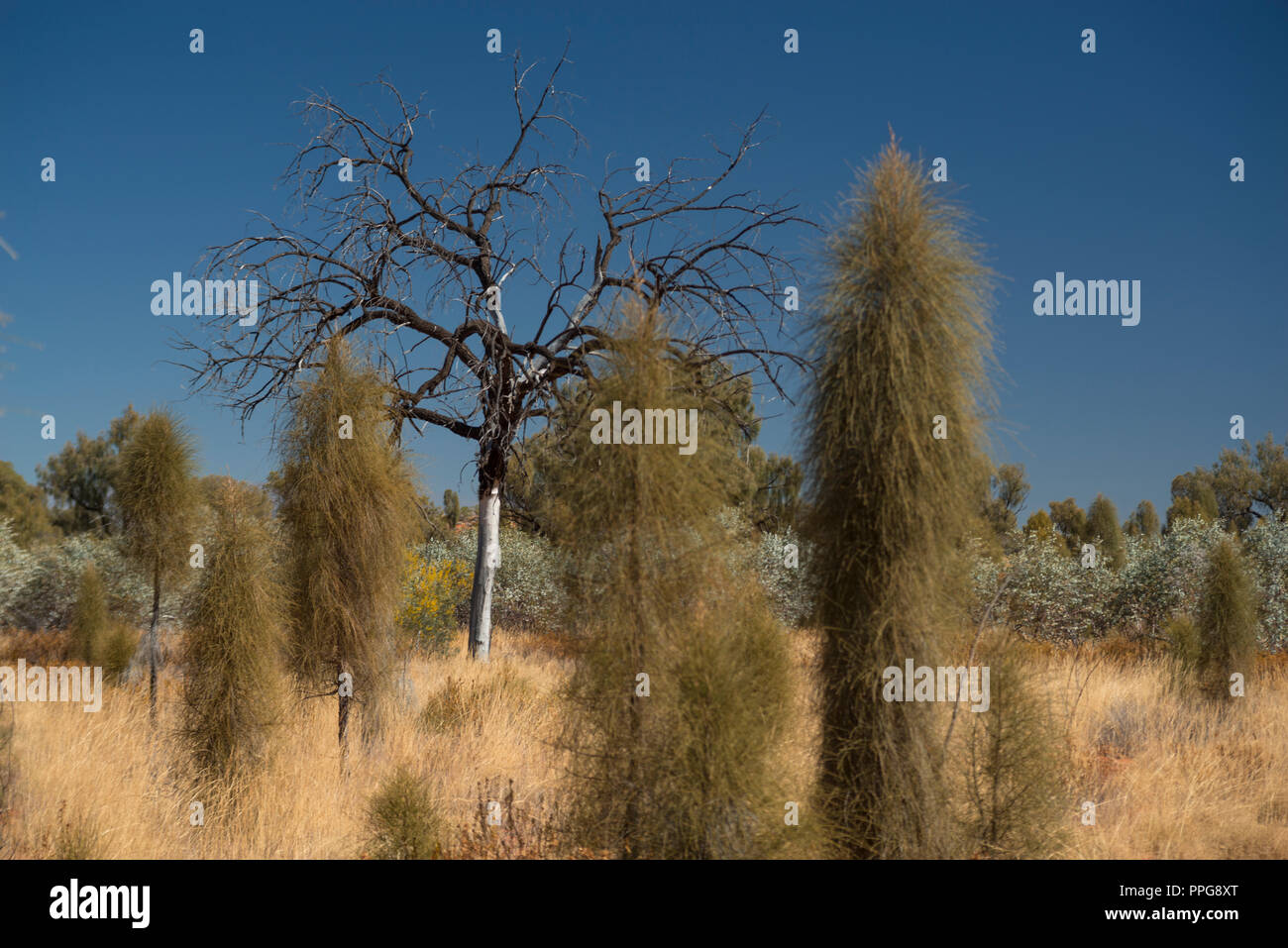 desert oak, allocasuarina decaisneana, in the Australian Outback of the