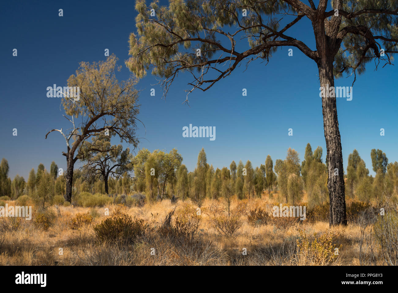 desert oak, allocasuarina decaisneana, in the Australian Outback of the Northern Territory, Australia Stock Photo