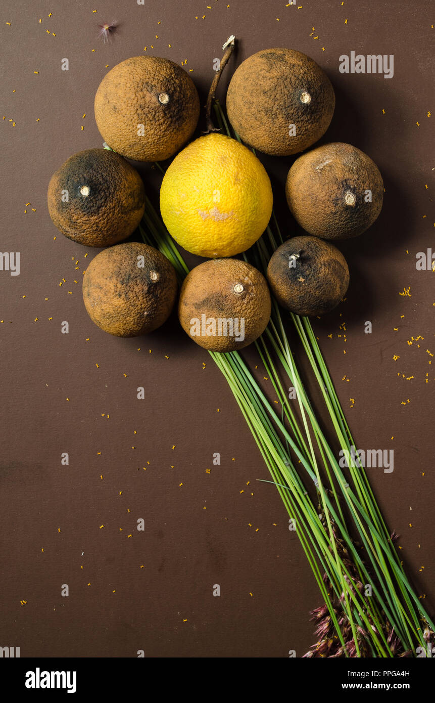 Dry lemons in the shape of a flower, on a isolated brown background and decorated with dry autumn leaves. ideal for decorations with fall theme. Stock Photo