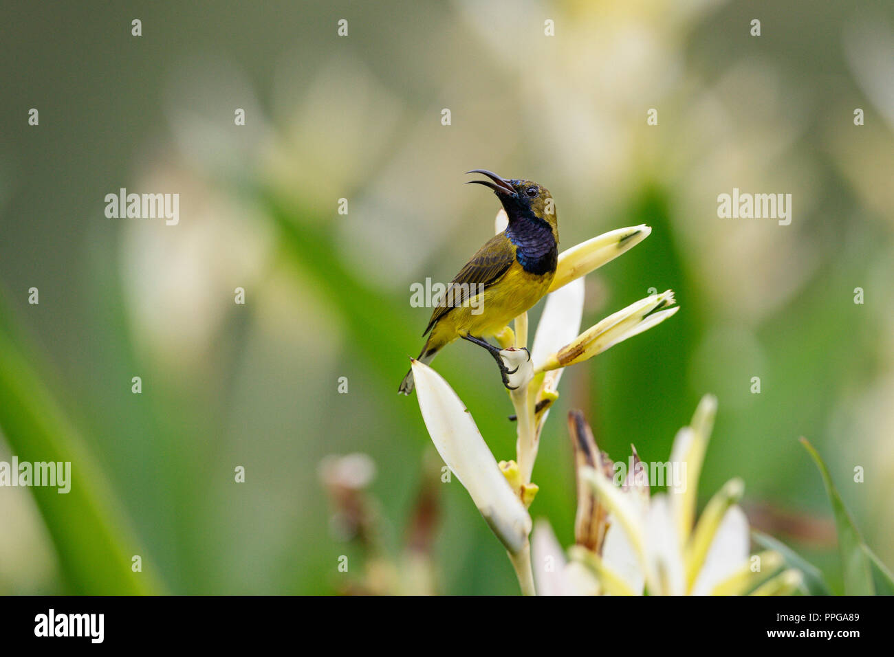 OliveBacked Sunbird feeding on nectar from flower in Singapore Botanic