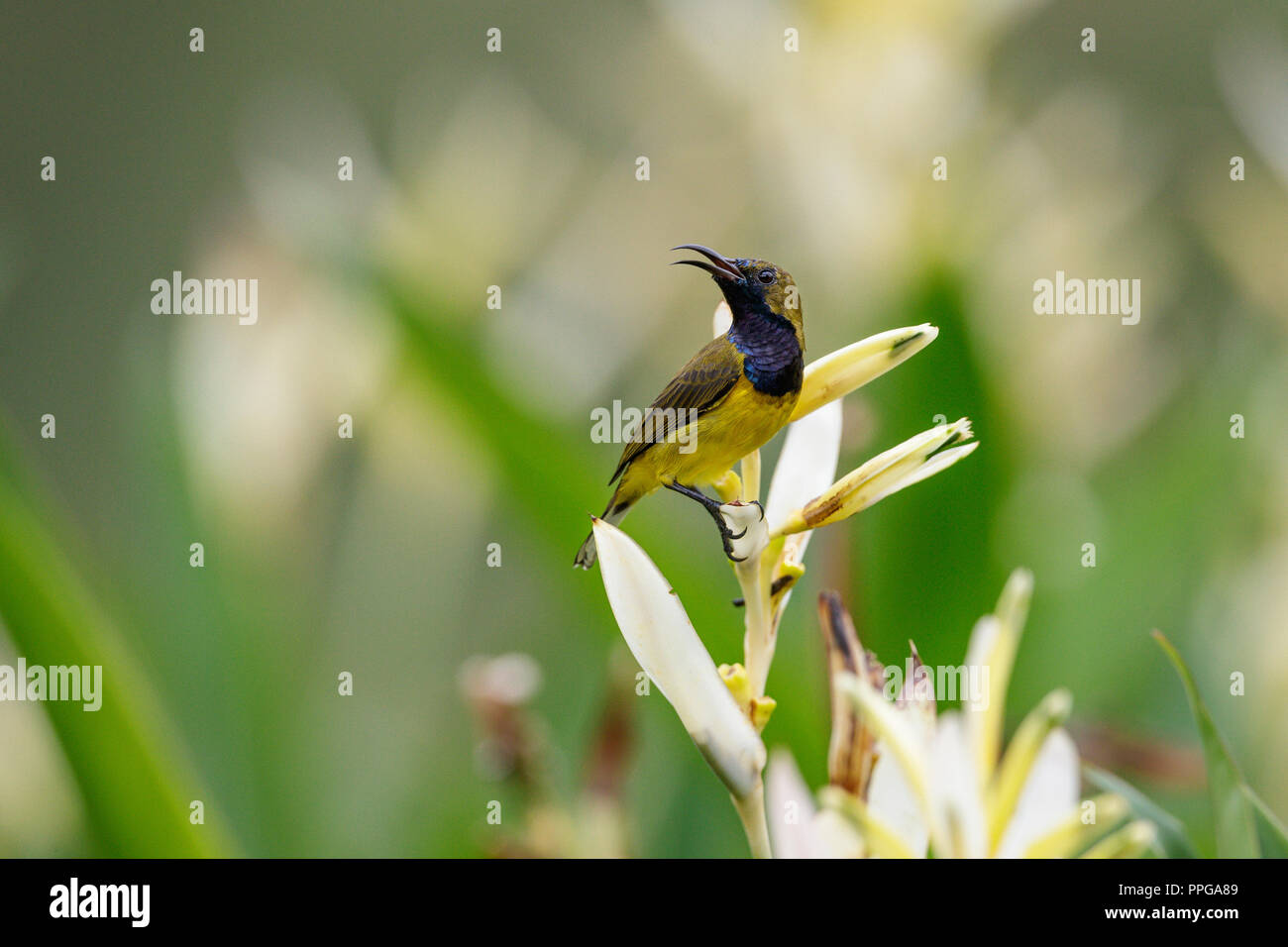 Olive-Backed Sunbird feeding on nectar from flower in Singapore Botanic Gardens Stock Photo