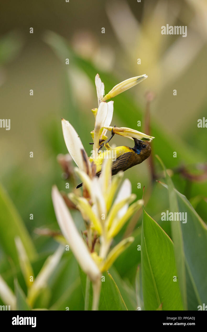 OliveBacked Sunbird feeding on nectar from flower in Singapore Botanic
