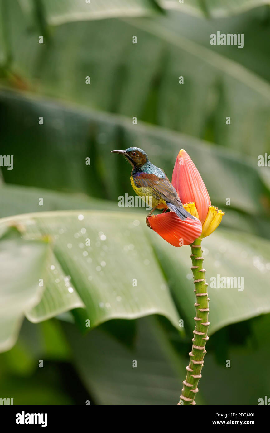 Brown-Throated sunbird feeding in Singapore Botanic Gardens Stock Photo