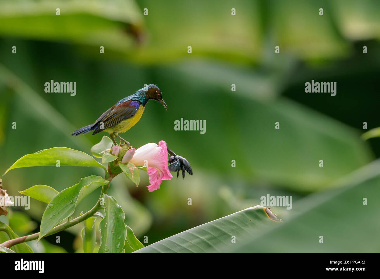 Brown-Throated sunbird feeding in Singapore Botanic Gardens Stock Photo