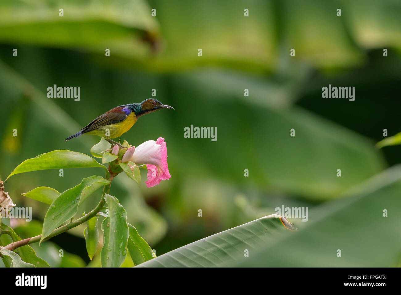 Brown-Throated sunbird feeding in Singapore Botanic Gardens Stock Photo