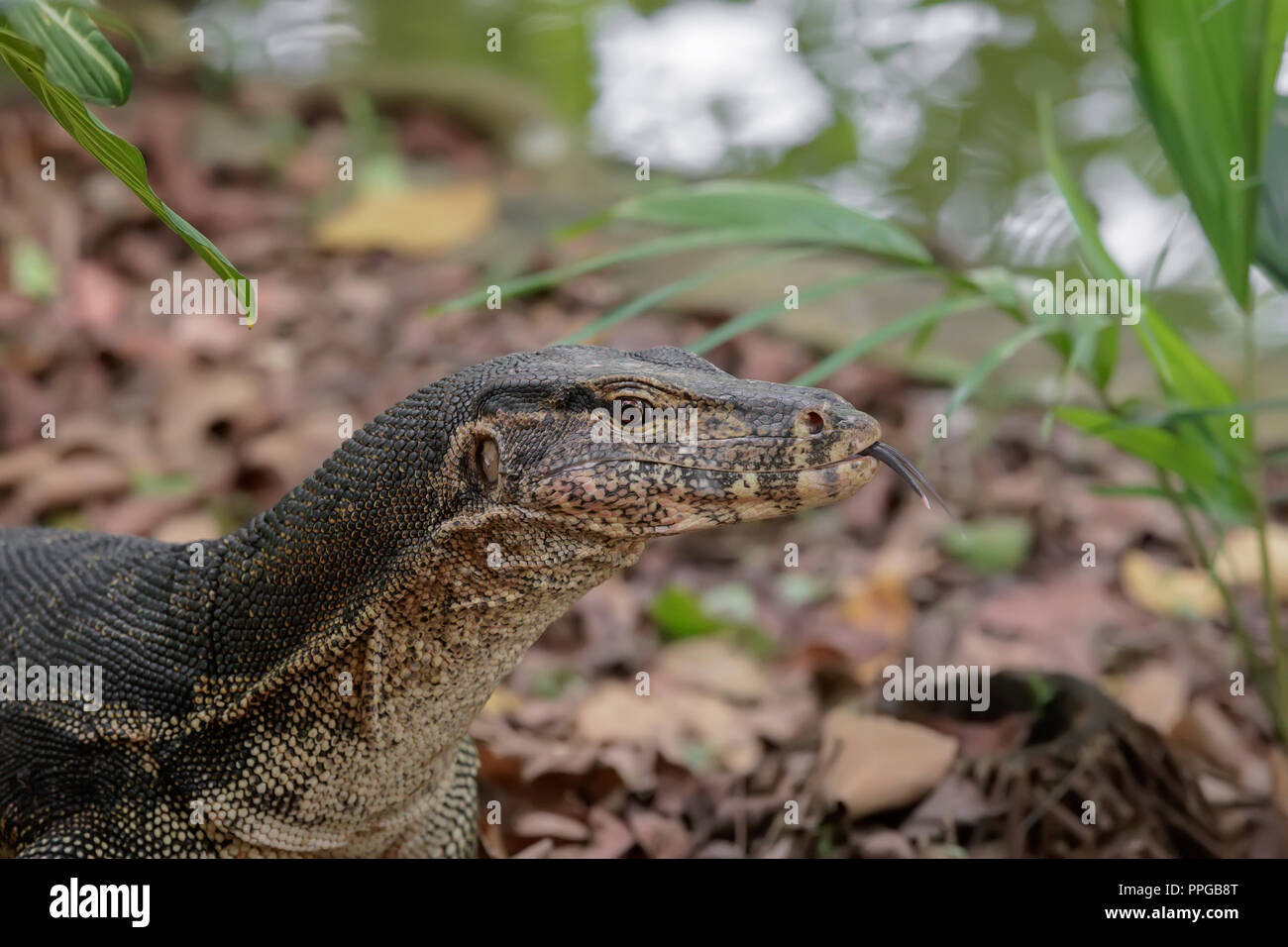 Malyan Water Monitor Lizard at Singapore Botanical Gardens Stock Photo
