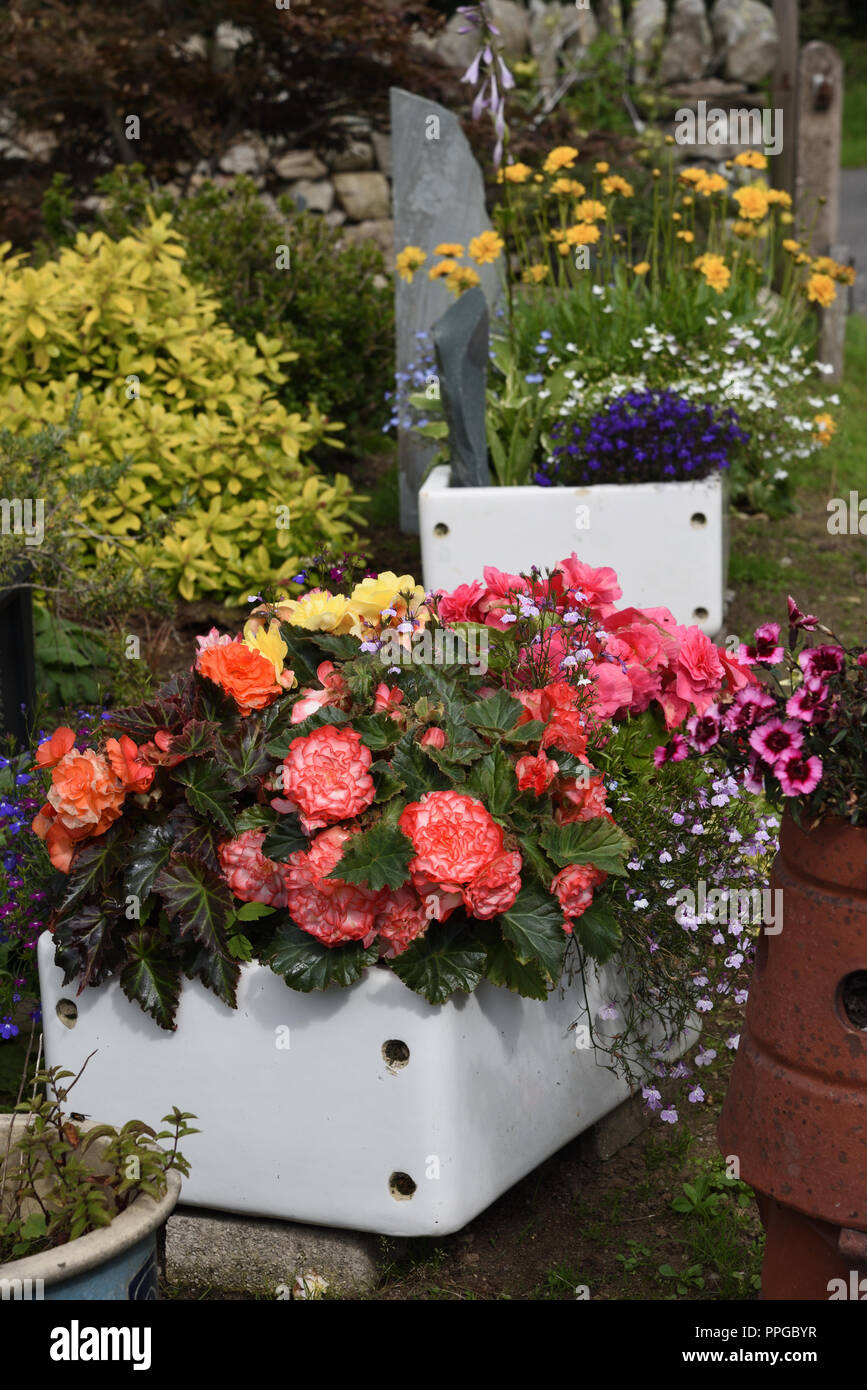 Belfast sink plants hi-res stock photography and images - Alamy