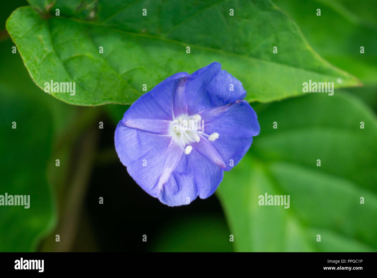 Purple Blue flower of Smallflower Morningglory (Jacquemontia tamnifolia), Stuart, Martin County, Florida, USA Stock Photo