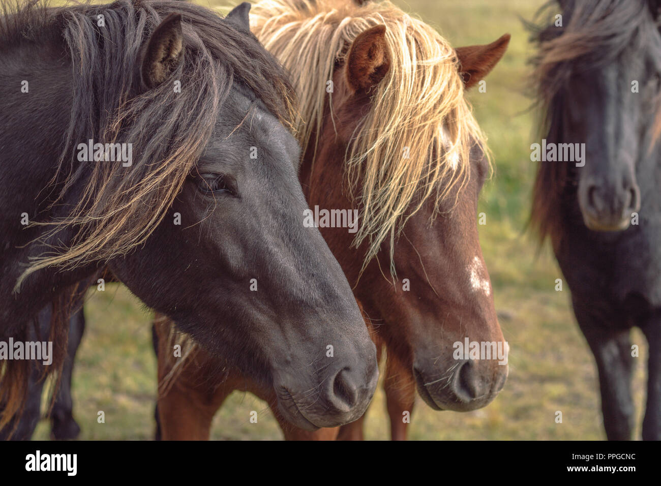 Wonders of Iceland Stock Photo
