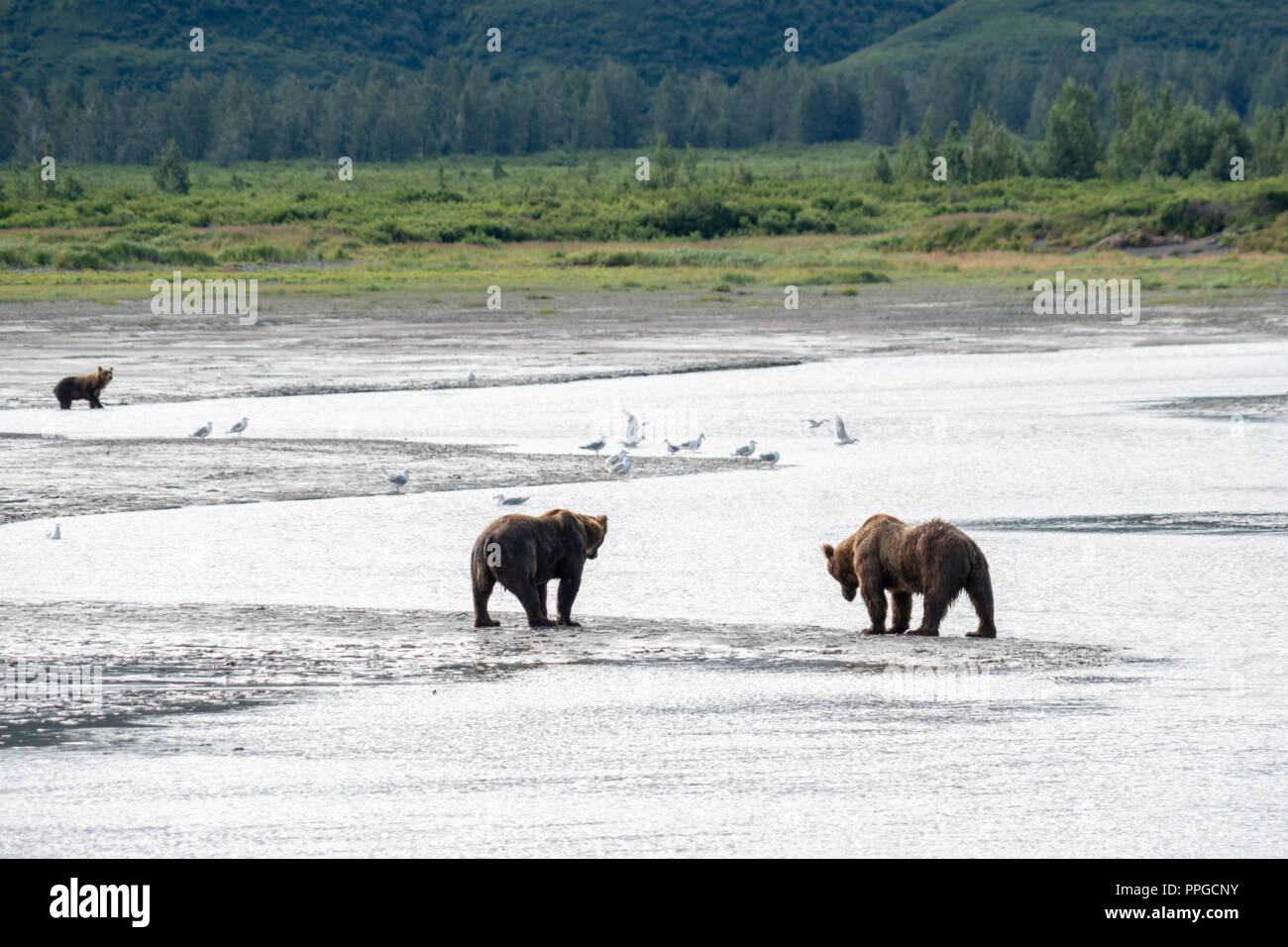Alaskan coastal brown bears fish for salmon to eat in Katmai National ...