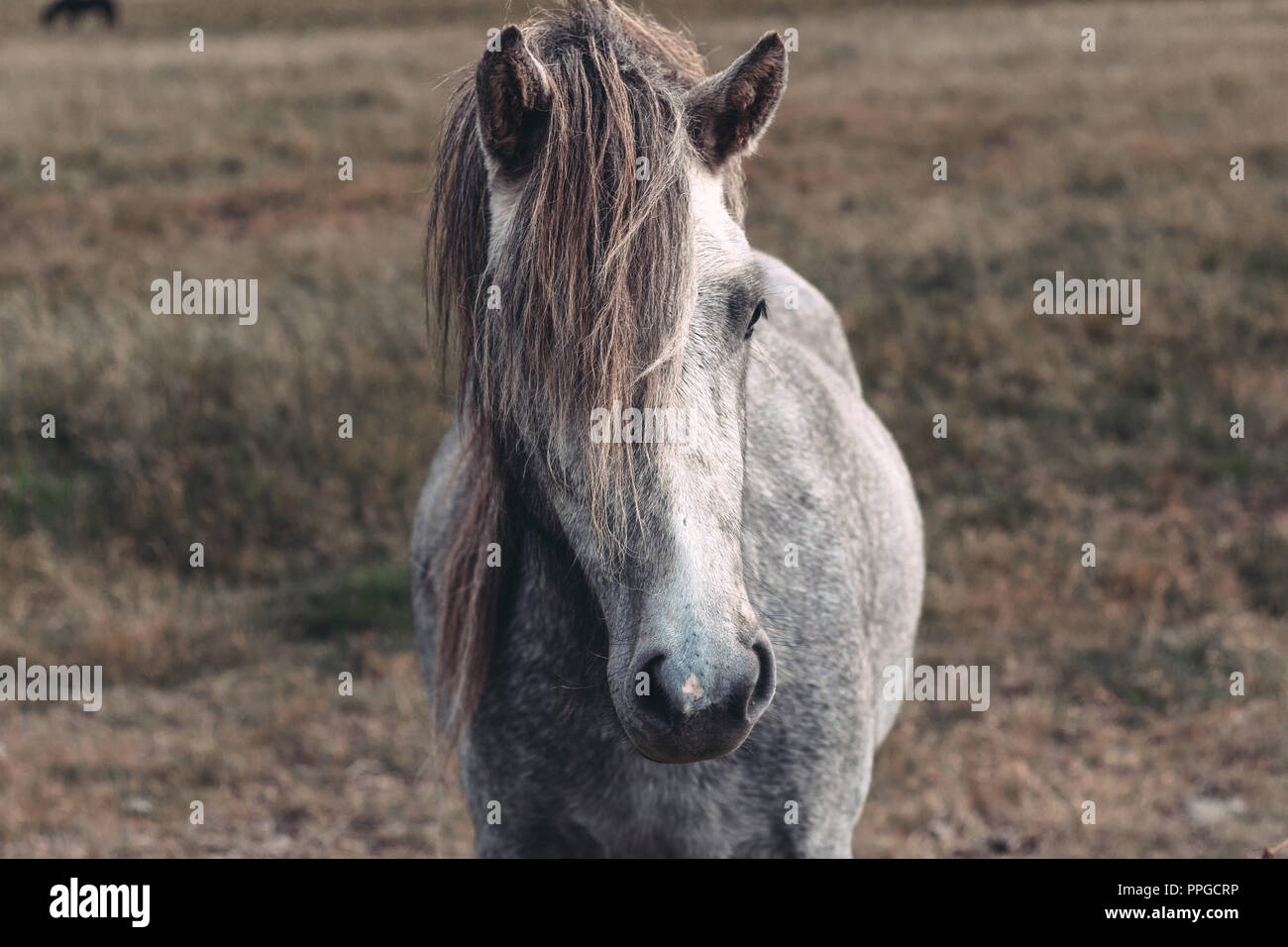 Wonders of Iceland Stock Photo