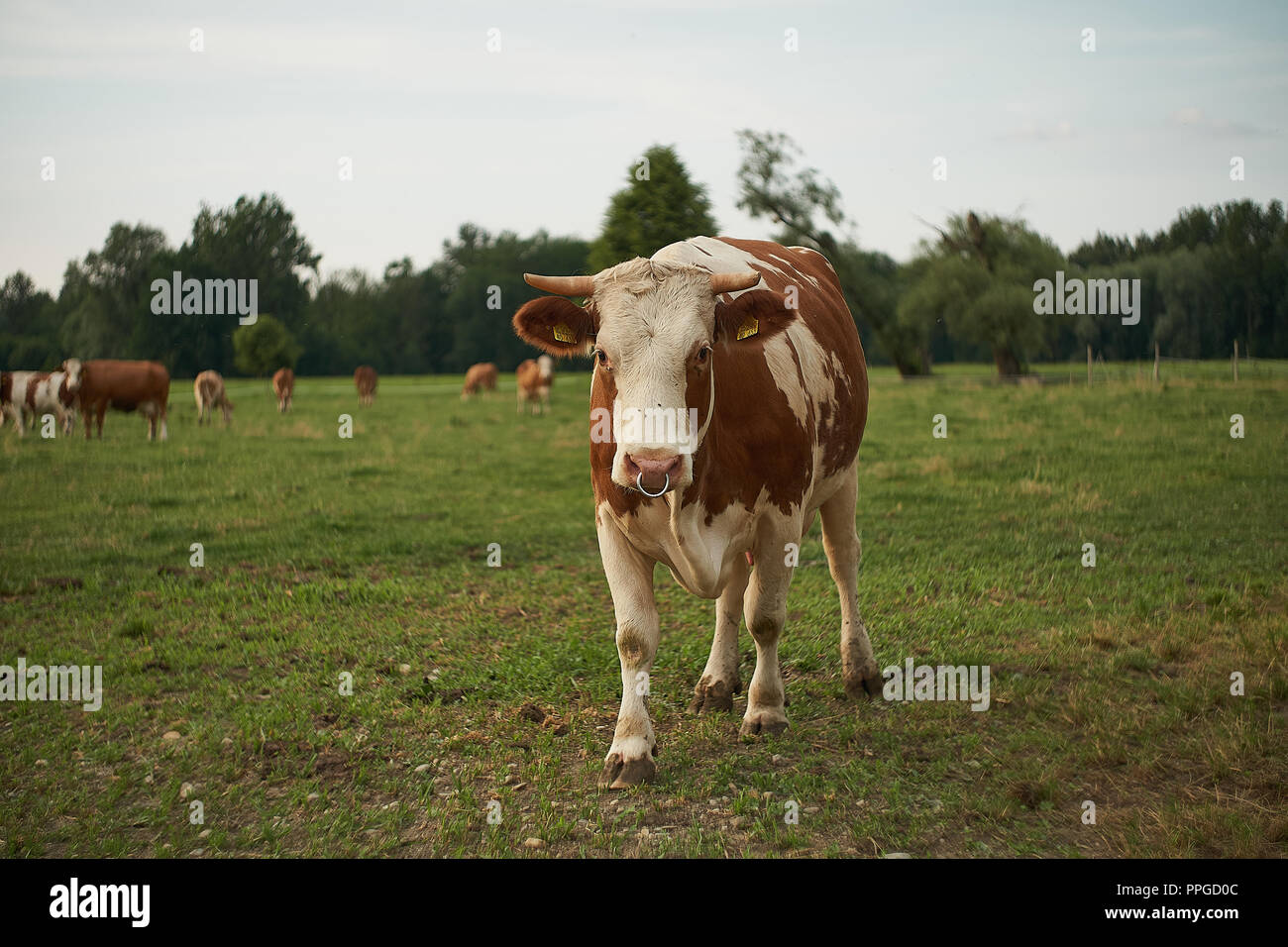 Herd of cows on a lush green pasture meadow Stock Photo - Alamy