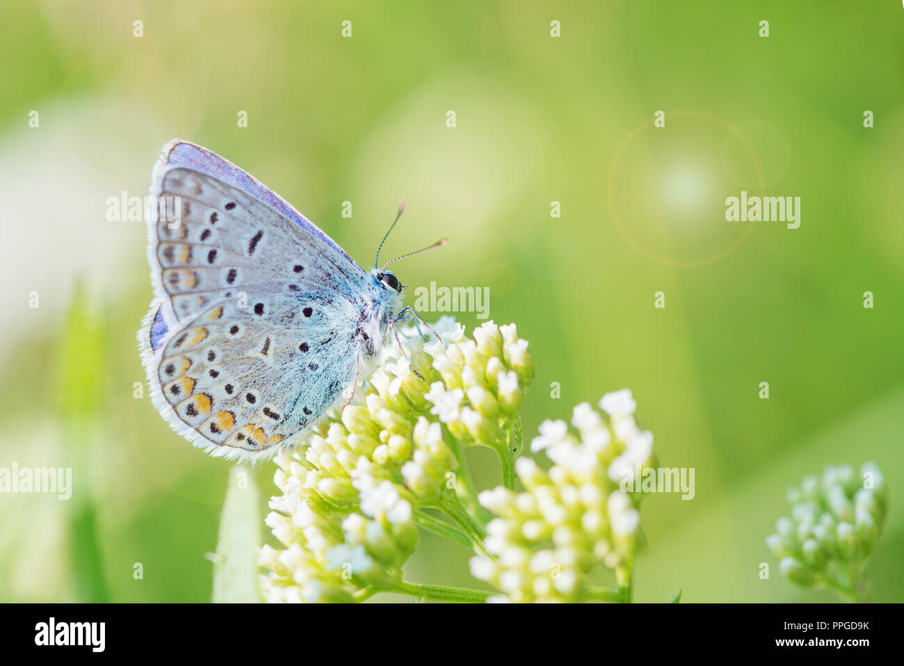 Beautiful blue butterfly copper-butterfly sits on a white flower on a spring meadow Stock Photo