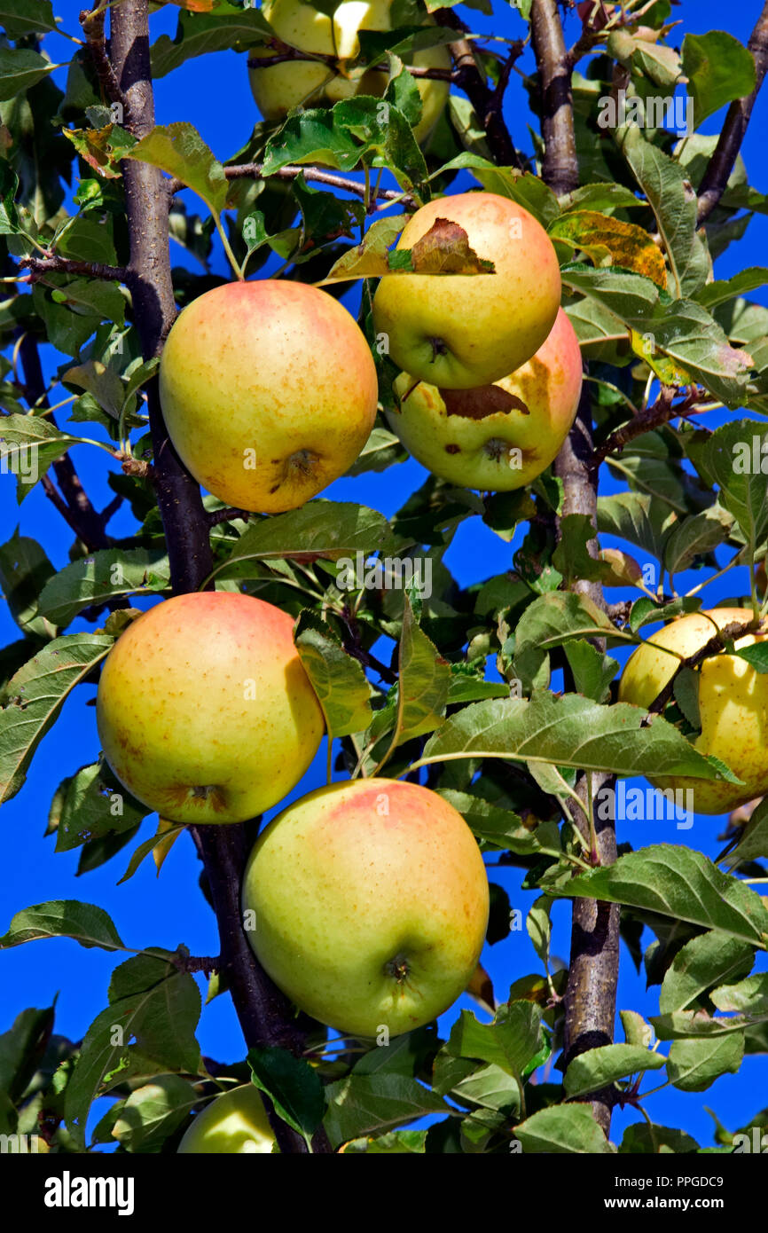 A cluster of ripe yellow apples with red tint, hanging on tree branch and surrounded by green leaves,  in close-up view with clear blue sky background Stock Photo