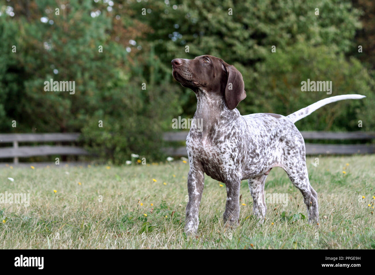 german shorthaired pointer, german kurtshaar one brown spotted puppy, stands with its head held high on the green grass, photo in full growth Stock Photo