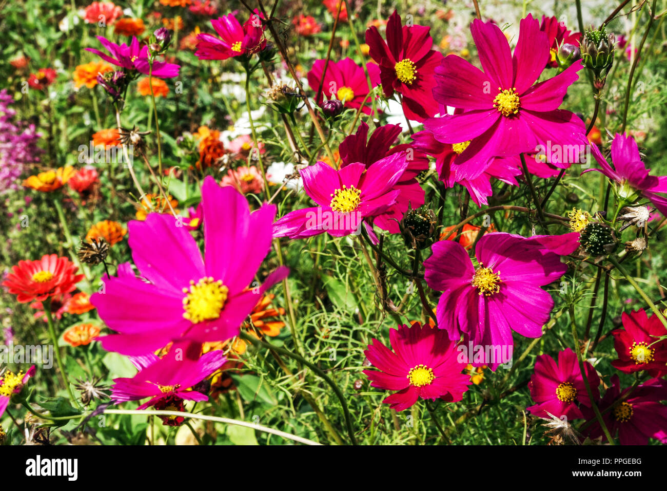 Annual flowerbed in late summer, Garden Cosmos bipinnatus Stock Photo