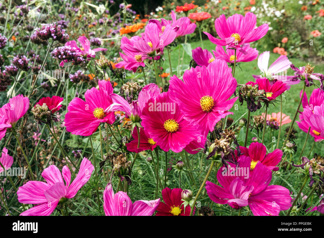 Annual flowerbed in late summer garden border Cosmos bipinnatus flowers hardy annual border Stock Photo