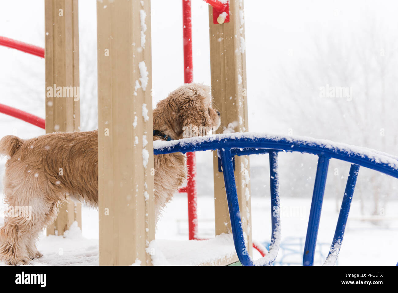 Lonely one cocker spaniel at playground outdoors Stock Photo - Alamy