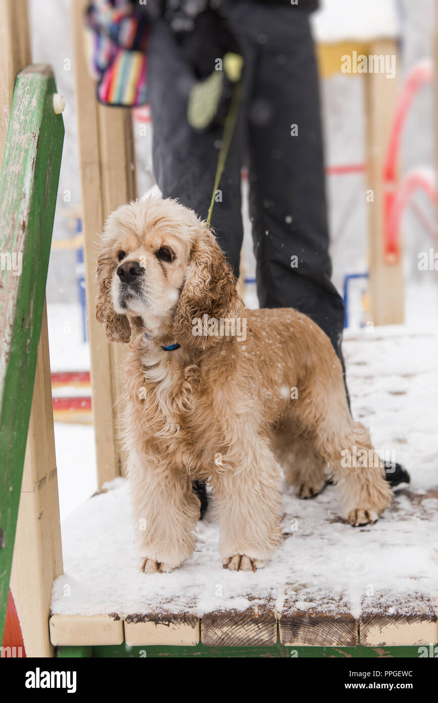 Woman hold cocker spaniel with leash on collar Stock Photo